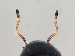 Attēlu rezultāti vaicājumam “Enochrus affinis”