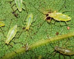 Attēlu rezultāti vaicājumam “Drepanosiphum platanoidis exuvia”