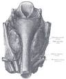 Inferior thyroid artery - Wikipedia, the free encyclopedia