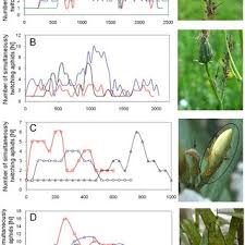Attēlu rezultāti vaicājumam “Uroleucon hypochoeridis”