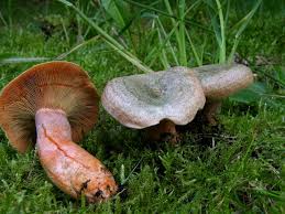 Attēlu rezultāti vaicājumam “Lactarius deterrimus”