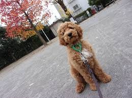 Image result for 生理現象ラキ