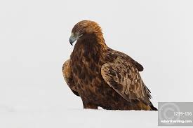 Attēlu rezultāti vaicājumam “Aquila chrysaetos adult”