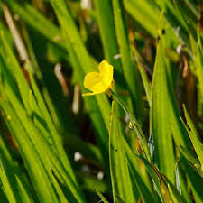 Attēlu rezultāti vaicājumam “Ranunculus lingua flower”