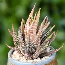Image result for Haworthia mix