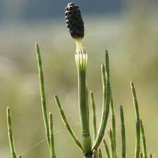 Attēlu rezultāti vaicājumam “Equisetum palustre”