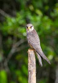 Image result for Falco amurensis