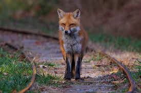 Attēlu rezultāti vaicājumam “Vulpes vulpes”