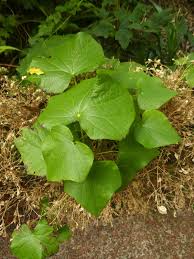 Attēlu rezultāti vaicājumam “Menispermum dauricum fruit”