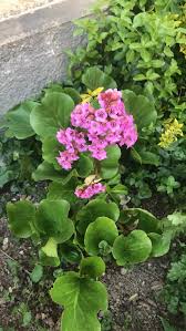 Image result for Bergenie