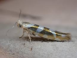 Attēlu rezultāti vaicājumam “Argyresthia goedartella”