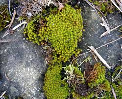 Attēlu rezultāti vaicājumam “Syntrichia ruralis var. ruralis sporophyte”