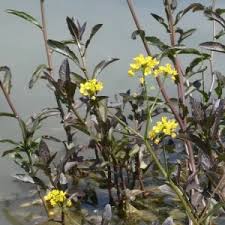 Attēlu rezultāti vaicājumam “Rorippa amphibia fruit”