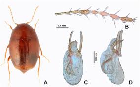 Attēlu rezultāti vaicājumam “Scaphisoma sp.”