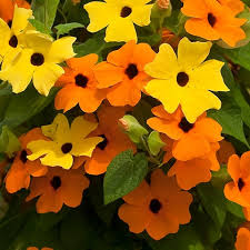 Image result for schwarzäugige Susanne