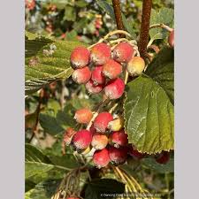Attēlu rezultāti vaicājumam “Sorbus aria”