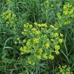 Attēlu rezultāti vaicājumam “Euphorbia virgata flower”