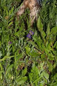 Attēlu rezultāti vaicājumam “Anchusa arvensis leaf”