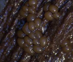 Attēlu rezultāti vaicājumam “Perichaena corticalis”