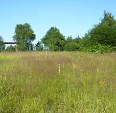 Attēlu rezultāti vaicājumam “Agrostis capillaris”