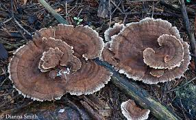 Attēlu rezultāti vaicājumam “Onnia tomentosa”