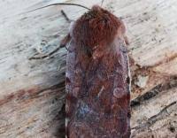 Attēlu rezultāti vaicājumam “Cerastis rubricosa”