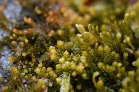 Attēlu rezultāti vaicājumam “Barbilophozia attenuata”