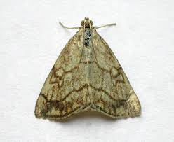 Attēlu rezultāti vaicājumam “Evergestis pallidata”