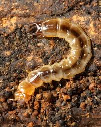 Attēlu rezultāti vaicājumam “Pyrochroidae larva”