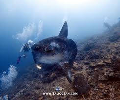 Image result for Mola mola