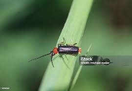 Attēlu rezultāti vaicājumam “Pseudovadonia livida”