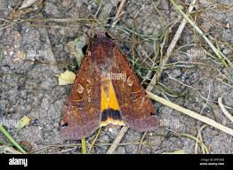 Attēlu rezultāti vaicājumam “Noctua pronuba”