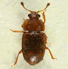 Attēlu rezultāti vaicājumam “Epuraea sp.”