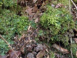 Attēlu rezultāti vaicājumam “Plagiothecium sp.”