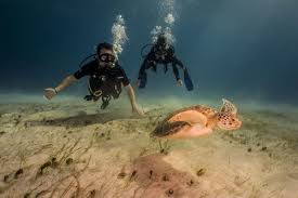 Image result for Manta Divers Sub-Aqua Club