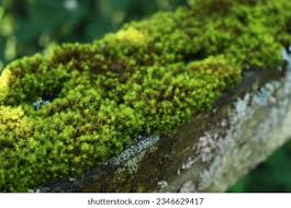Attēlu rezultāti vaicājumam “Bryum funkii macro”