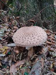 Attēlu rezultāti vaicājumam “Macrolepiota”