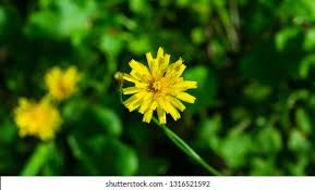 Attēlu rezultāti vaicājumam “Crepis tectorum flower”