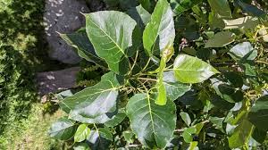 Attēlu rezultāti vaicājumam “Populus x jackii flower”