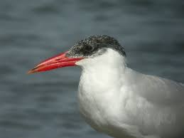 Attēlu rezultāti vaicājumam “Sterna”