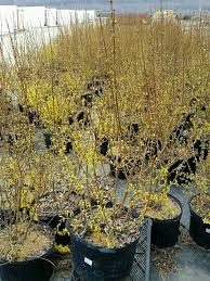 Attēlu rezultāti vaicājumam “Forsythia intermedia flower”