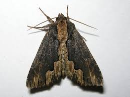 Attēlu rezultāti vaicājumam “Dypterygia scabriuscula”