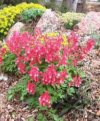 Attēlu rezultāti vaicājumam “Corydalis solida fruit”