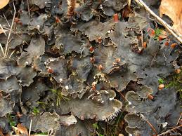 Attēlu rezultāti vaicājumam “Peltigera praetextata”