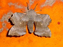 Attēlu rezultāti vaicājumam “Laothoe populi”