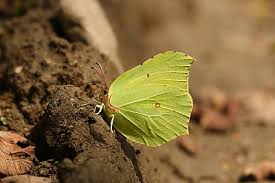 Attēlu rezultāti vaicājumam “Gonepteryx rhamni female”