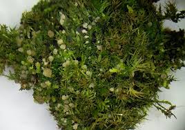 Attēlu rezultāti vaicājumam “Rhynchostegiella tenella macro”