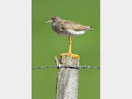 Attēlu rezultāti vaicājumam “Tringa totanus adult”