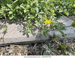 Attēlu rezultāti vaicājumam “Potentilla reptans”