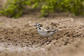 Image result for Chondestes grammacus